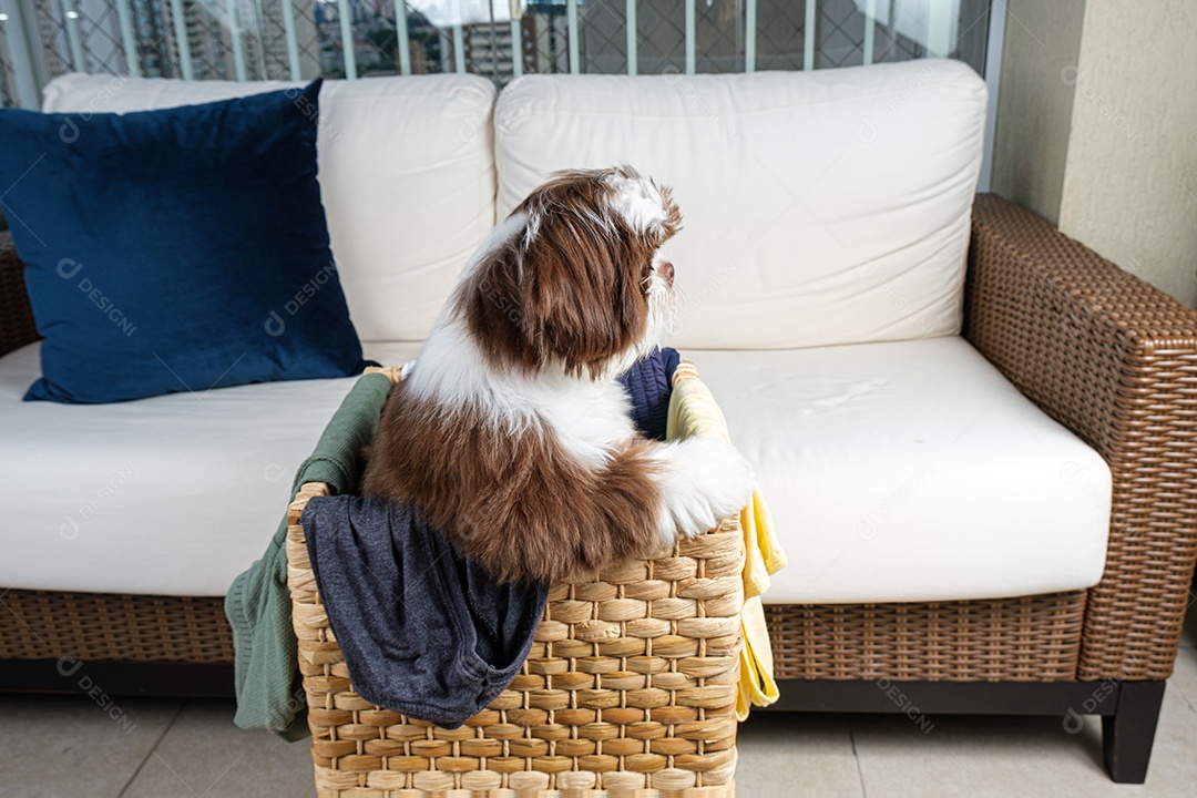 Filhote de Shih tzu dentro de um cesto de roupa suja