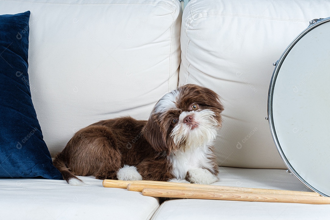 Filhote de cachorro Shih tzu em um sofá branco ao lado de baquetas e caixa de bateria