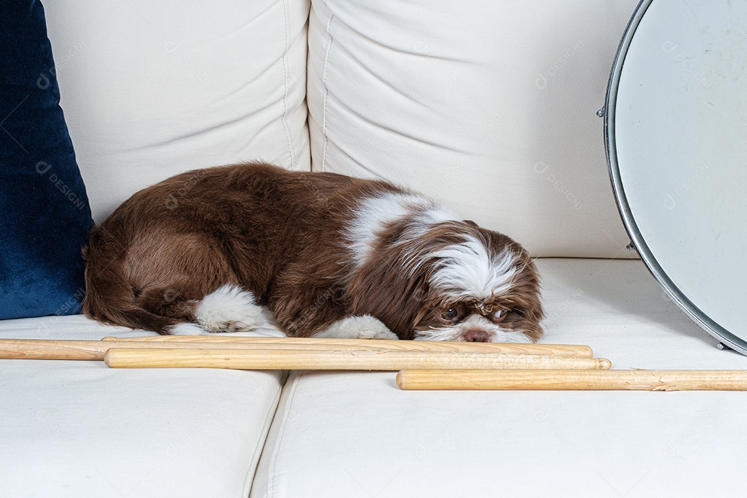 Filhote de cachorro Shih tzu deitado em um sofá branco ao lado de baquetas e tambor