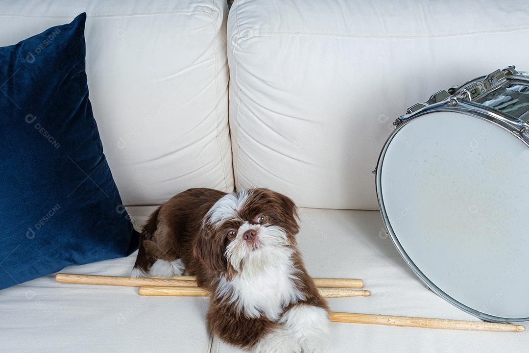 Shih tzu cachorrinho no sofá deitado nas baquetas e ao lado do tambor