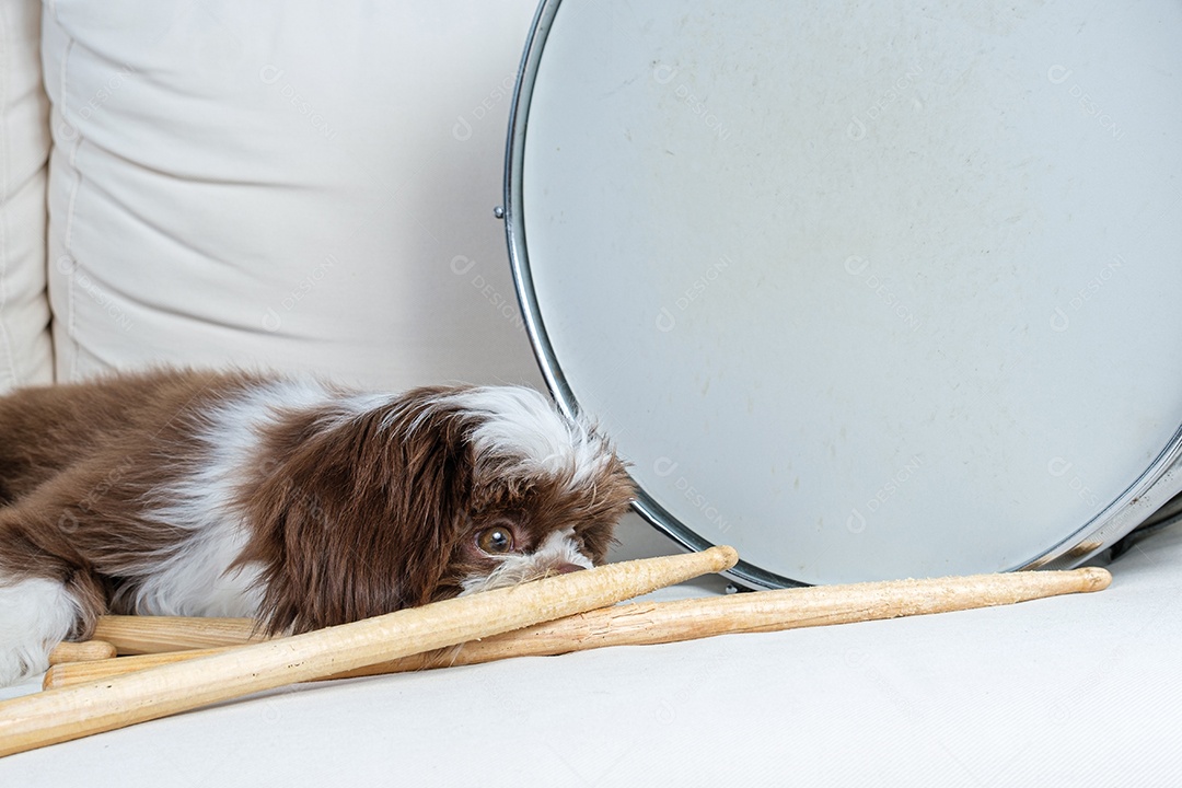 cachorro shih tzu deitado e assistindo baquetas, ao lado da caixa do tambor.