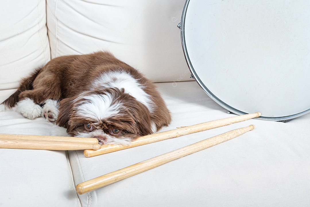 cachorrinho shih tzu de 4 meses deitado e olhando as baquetas