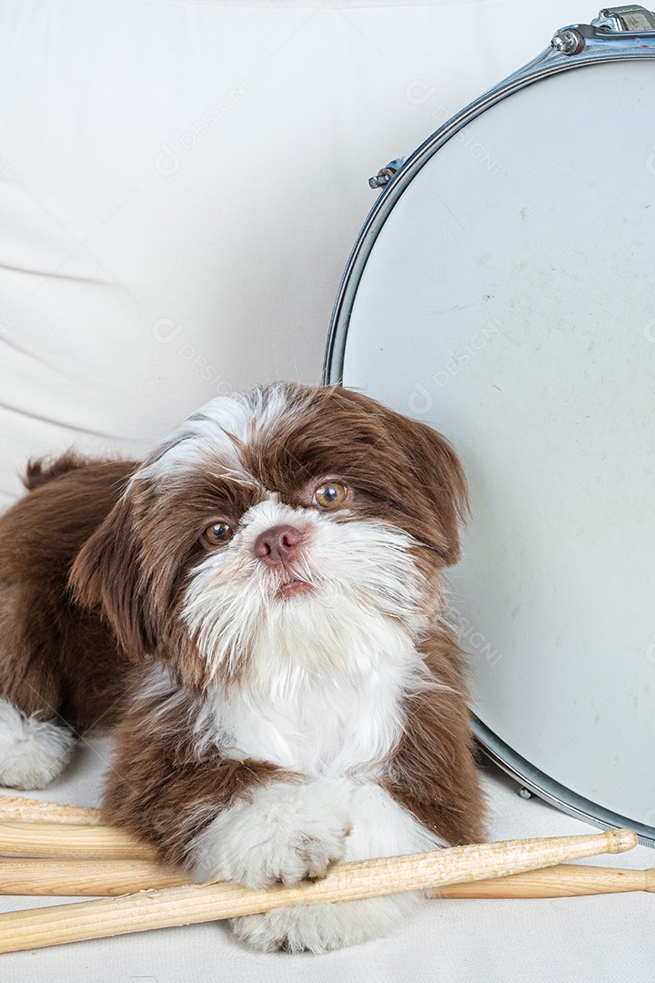 Filhote de cachorro Shihtzu com suas patas em baquetas ao lado de um tambor