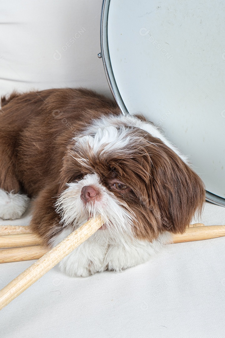 Filhote de shih tzu de 4 meses deitado e mordendo uma baqueta
