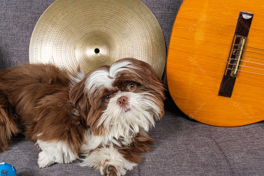 Filhote de shih tzu de 6 meses cercado por pratos e violão