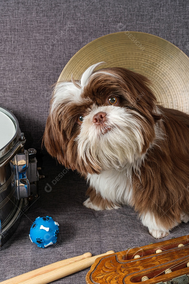 Filhote de shih tzu de 6 meses no sofá cercado por caixa, pratos, baquetas e guitarra