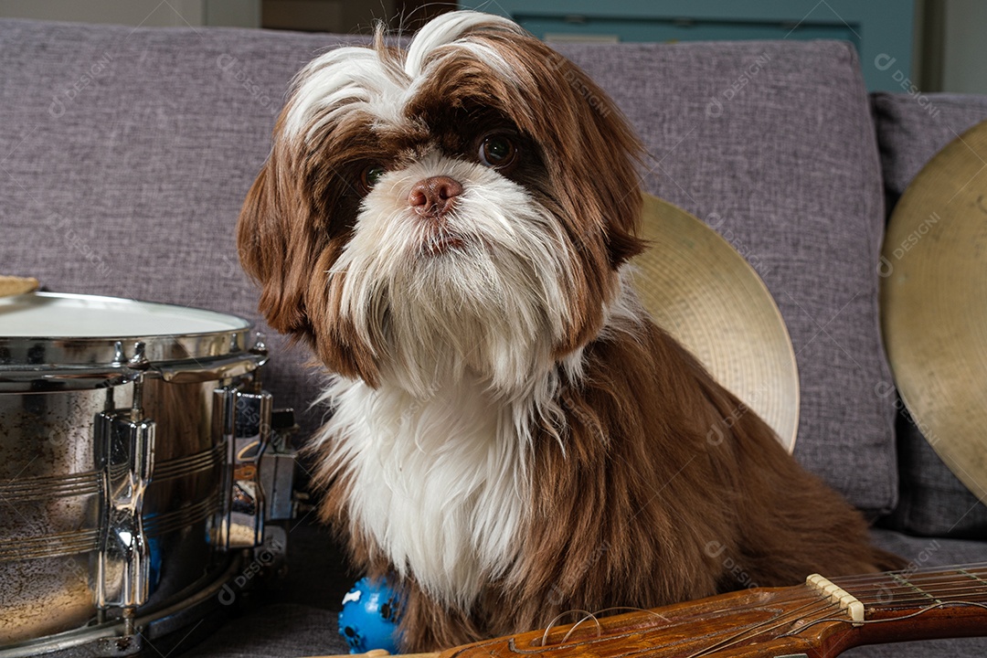 Filhote de shihtzu de 6 meses de frente para a câmera