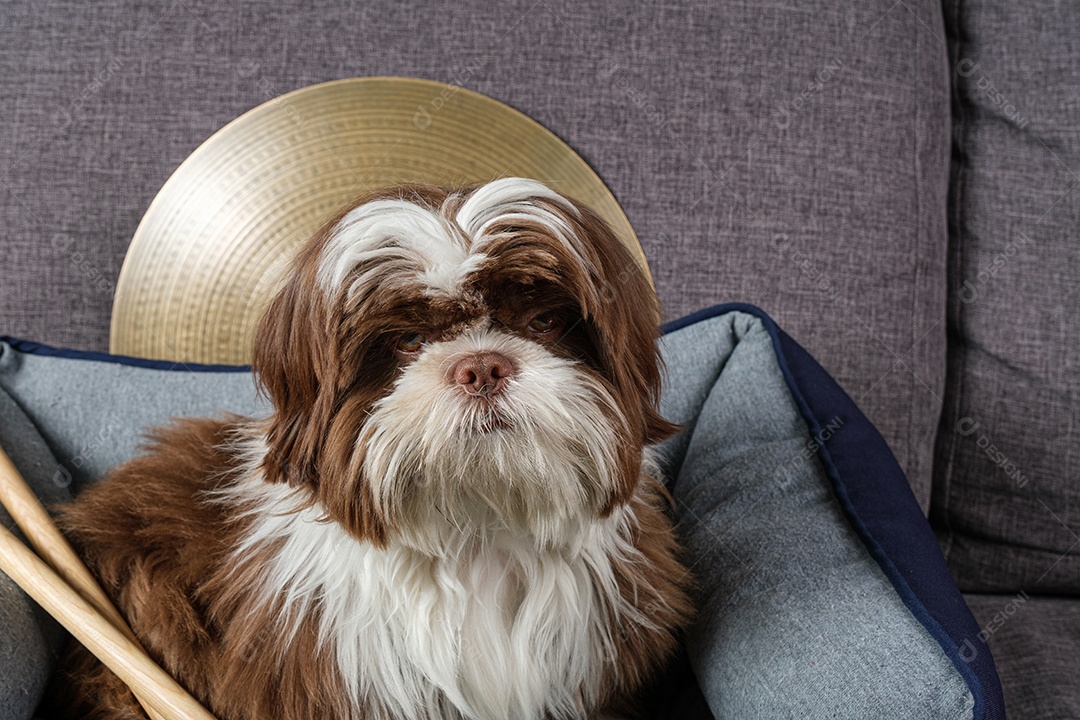 Filhote de shih tzu de 6 meses com olhar de desdém com tambor ao fundo