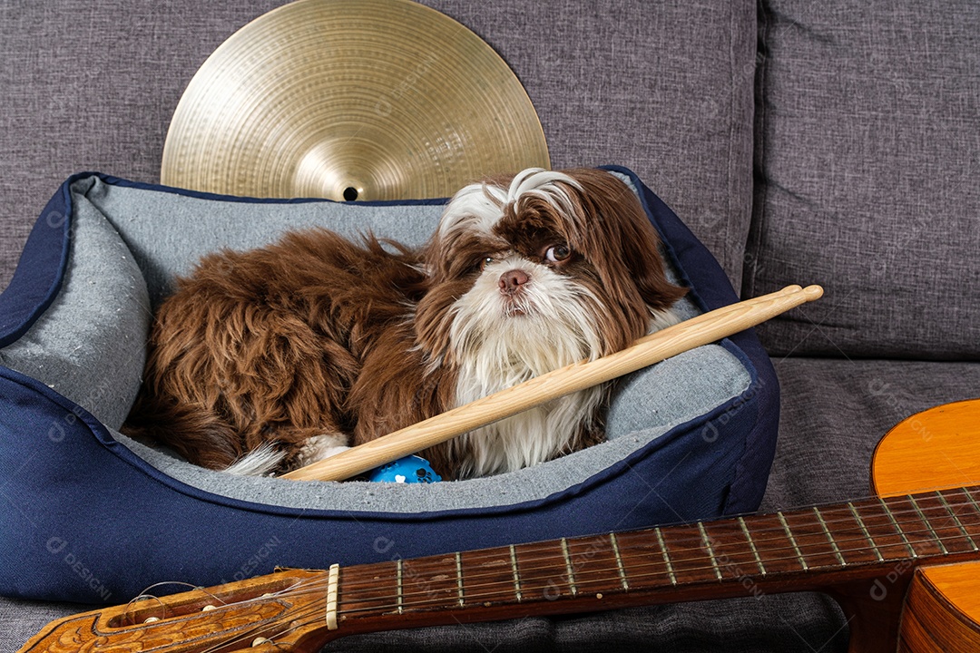 Filhote de shihtzu de 6 meses sentado em sua cama e de frente para a câmera