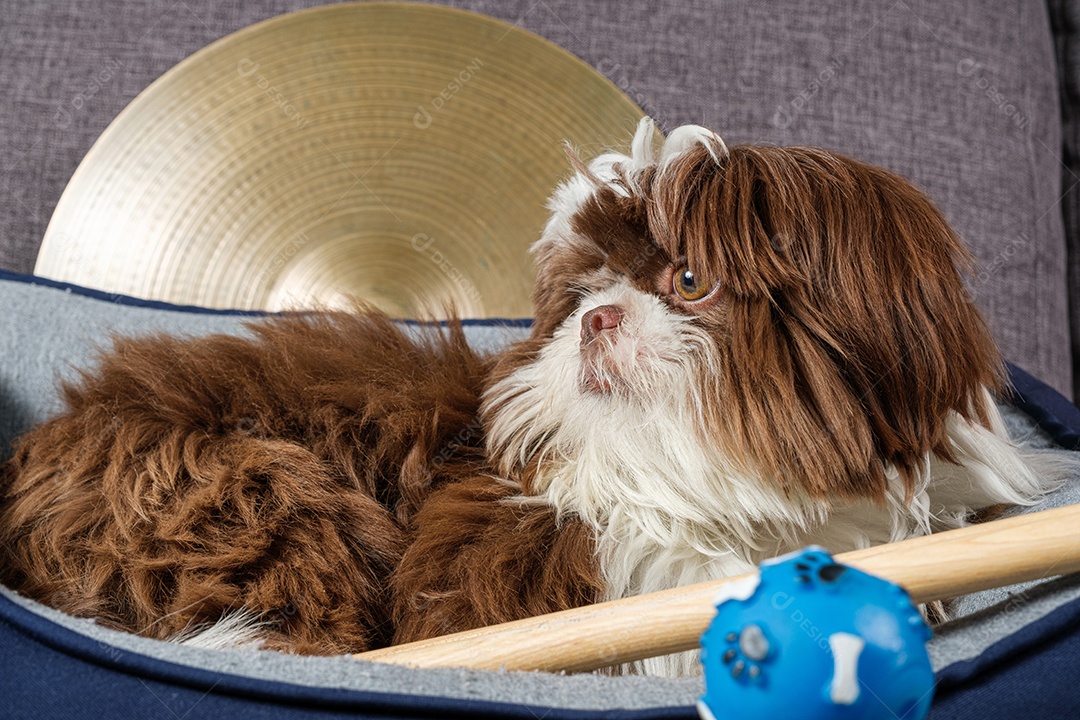 Filhote de cachorro Shihtzu de 6 Meses Sentado Em Sua Cama