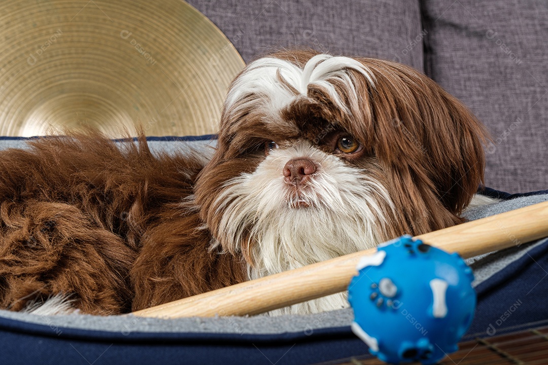Aproximação de um Cachorrinho Shihtzu de 6 Meses Sentado em Sua Cama