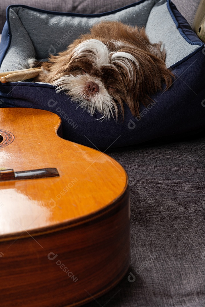 Filhote de Shihtzu de 6 Meses Dormindo Em Sua Cama