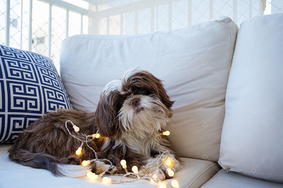 shihtzu deitado no sofá com pequenas luzes decorativas