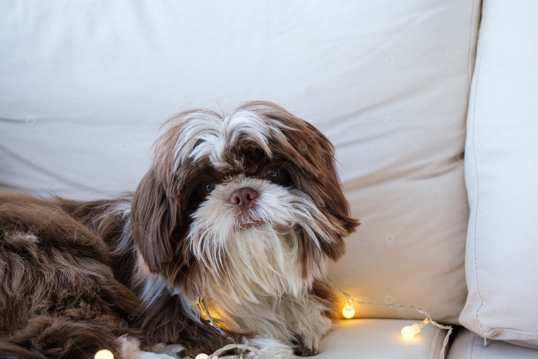 shihtzu deitado no sofá com pequenas luzes decorativas