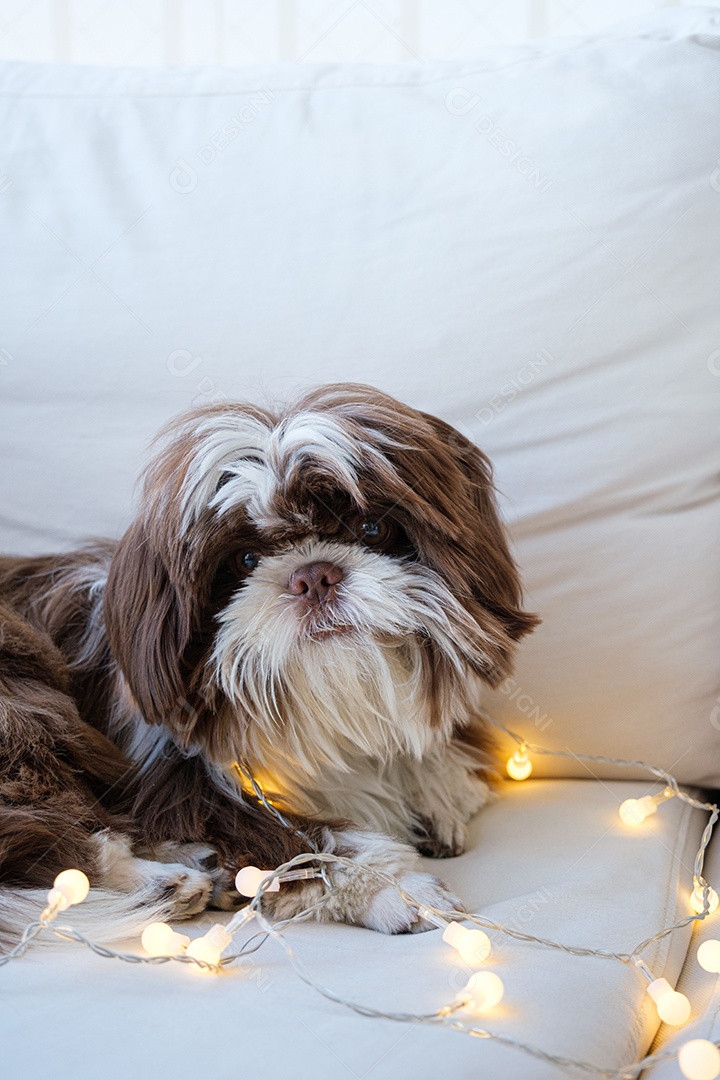 shihtzu deitado no sofá com pequenas luzes decorativas