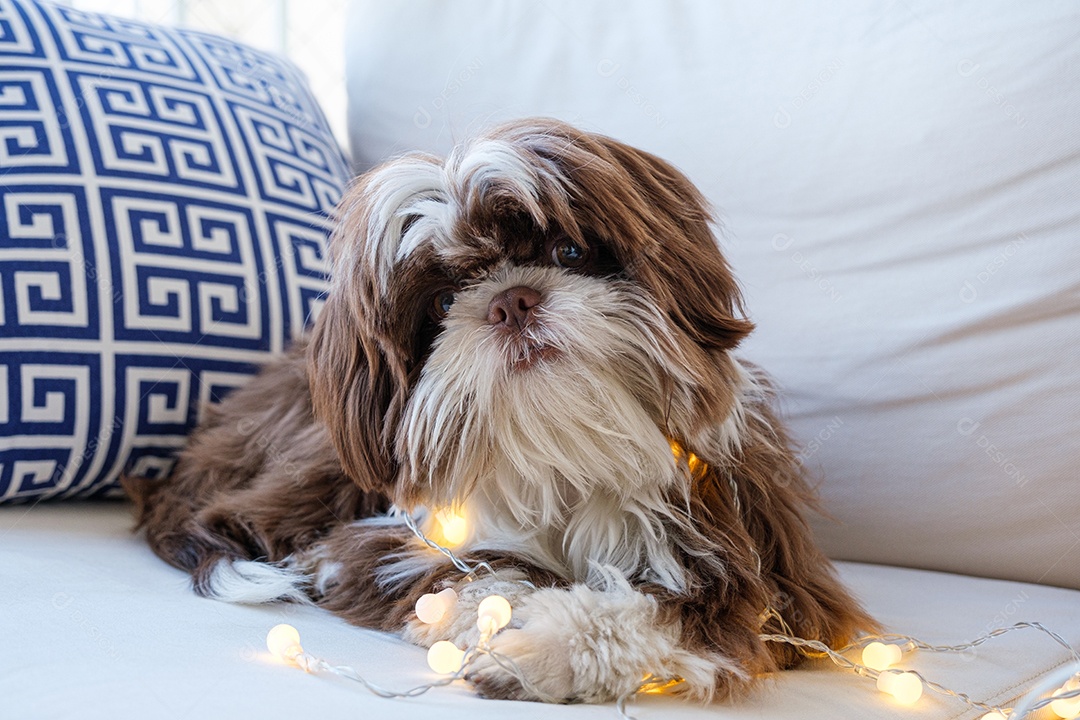 Closeup de um shihtzu deitado no sofá, de frente para a câmera