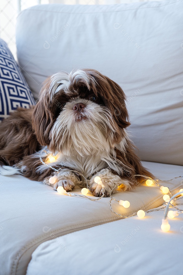 Closeup de um shihtzu deitado no sofá, de frente para a câmera