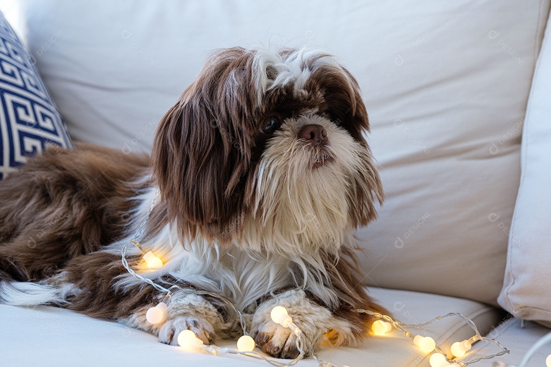 Shihtzu olhando para o lado, deitado no sofá e com pequenas luzes