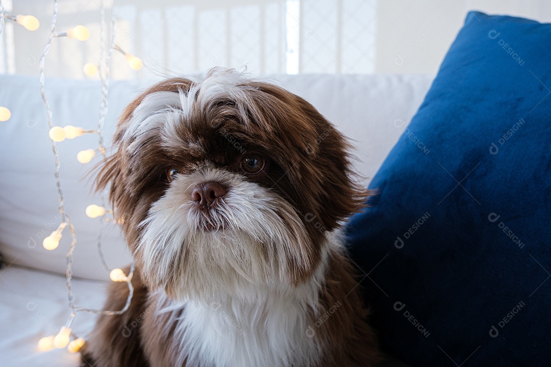 Shihtzu no sofá e olhando para uma pequena lâmpada.