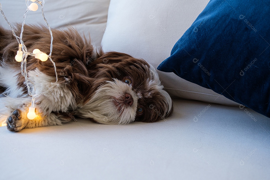 Shihtzu relaxando no sofá e brincando com a pata em uma pequena lâmpada acesa
