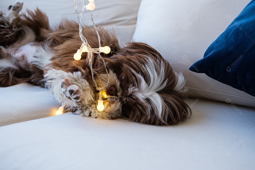 Shihtzu relaxando no sofá e brincando com a pata em uma pequena lâmpada acesa