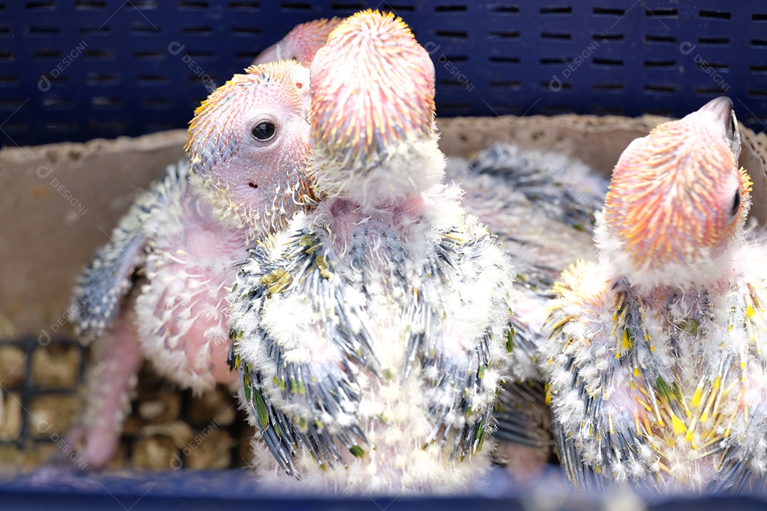 filhotes de passarinhos recém nascidos