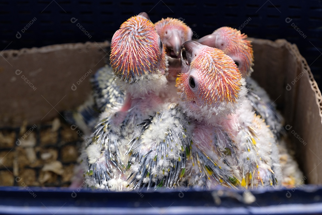 filhotes de passarinhos recém nascidos