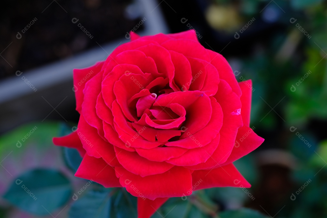 rosa vermelha fotografada de perto