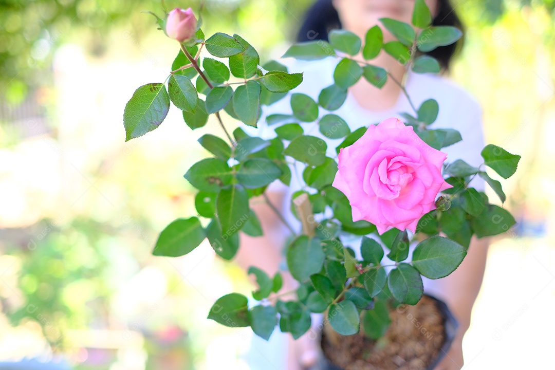 Mãos de mulher segurando vaso de flores