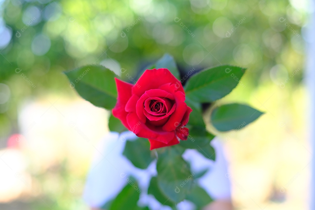 vaso de flor vermelha