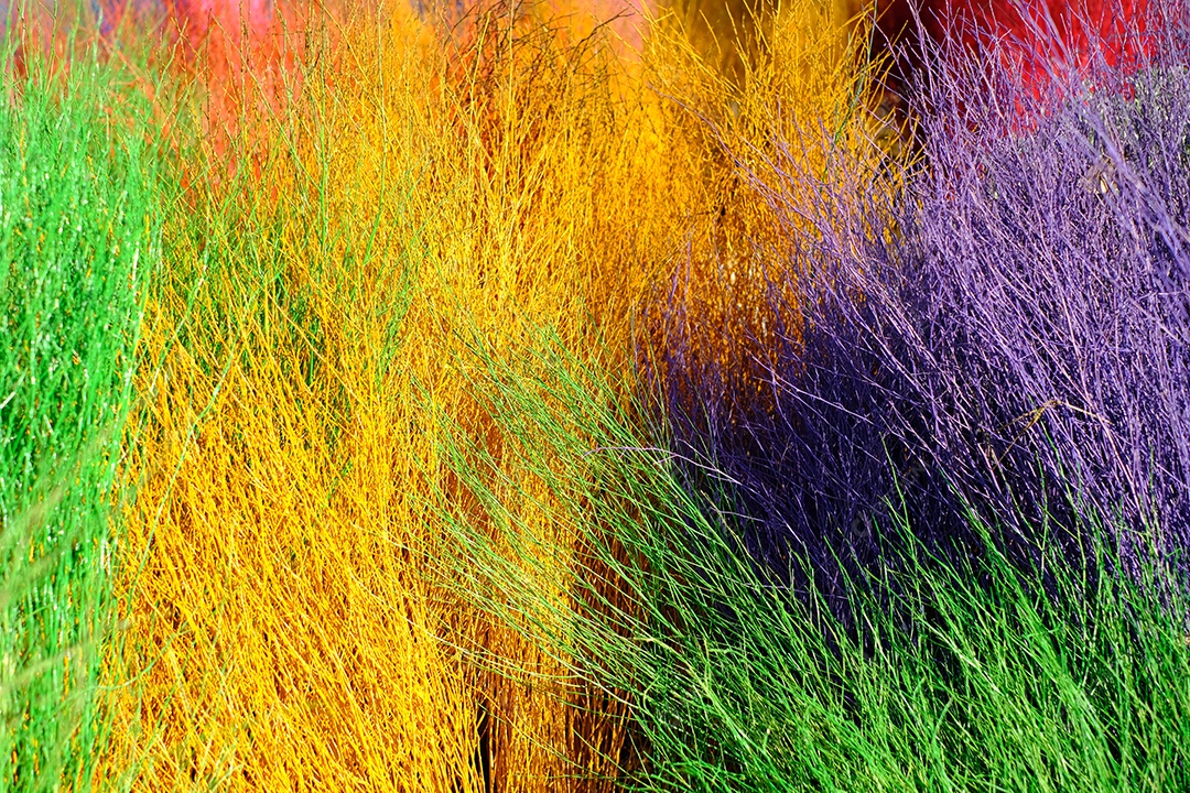 Textura de pelos coloridos