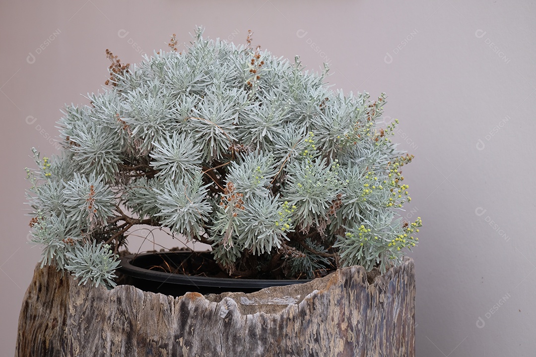 vaso de planta abies