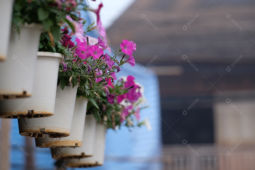 vasos de flores pendurados
