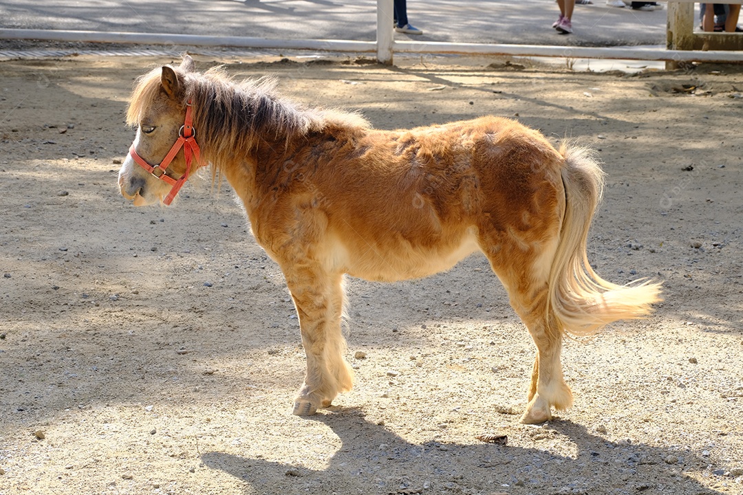 Pônei sobre terreno