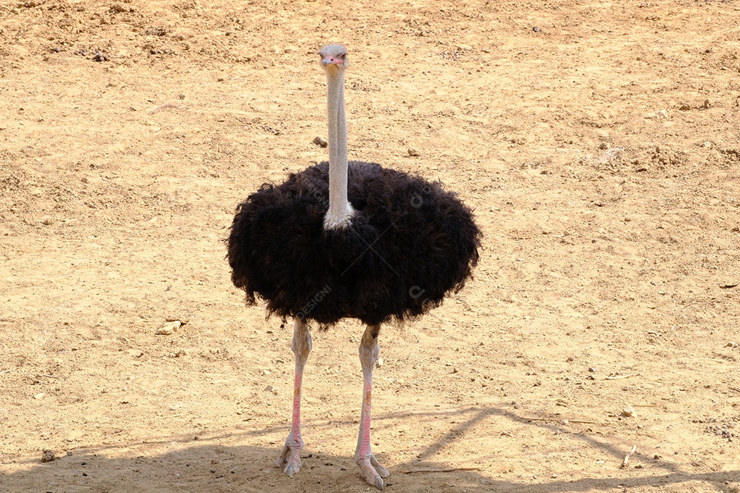 Avestruz ave andando sobre terreno