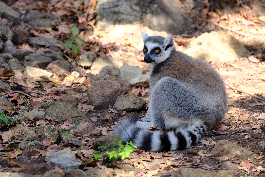 foto de lêmure na floresta