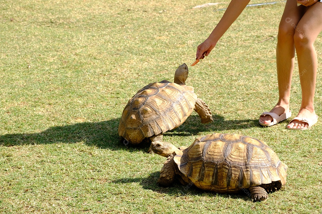 10mulher alimentando dois jabutis gigantes