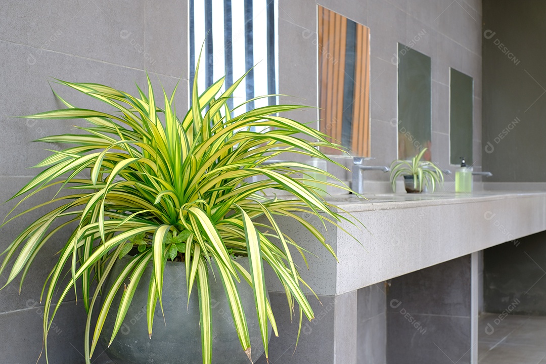 vaso de planta, decoração no banheiro