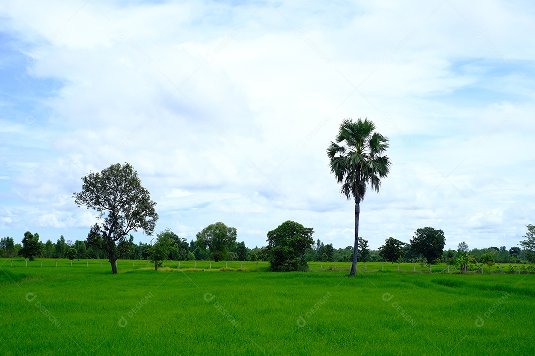 paisagem campo limpo com arvores