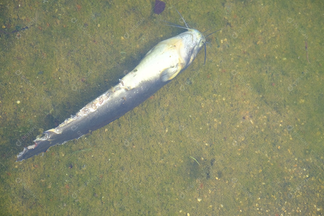 Peixe nadando sobre lago