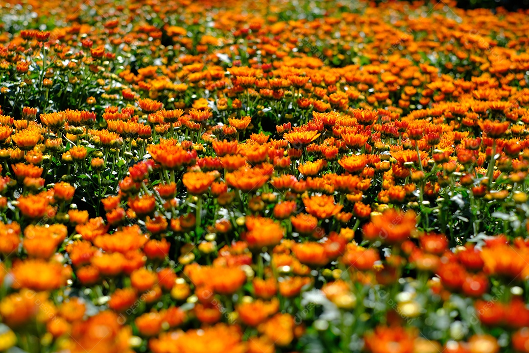 jardim de flores laranjas
