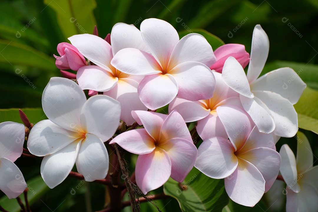 jardim flores brancas e rosas