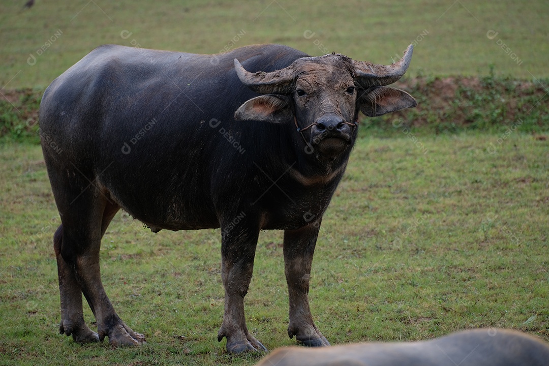 búfalo em pé no campo de arroz