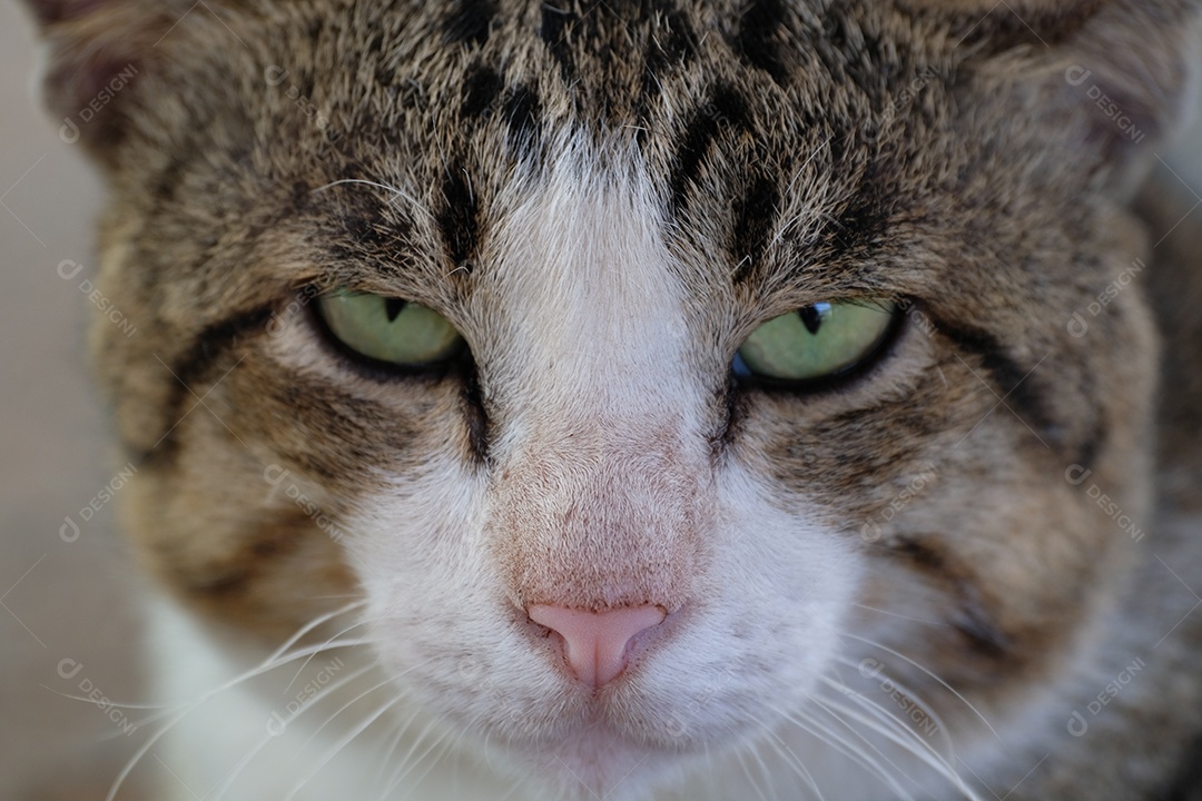 Muito perto dos olhos dos gatos