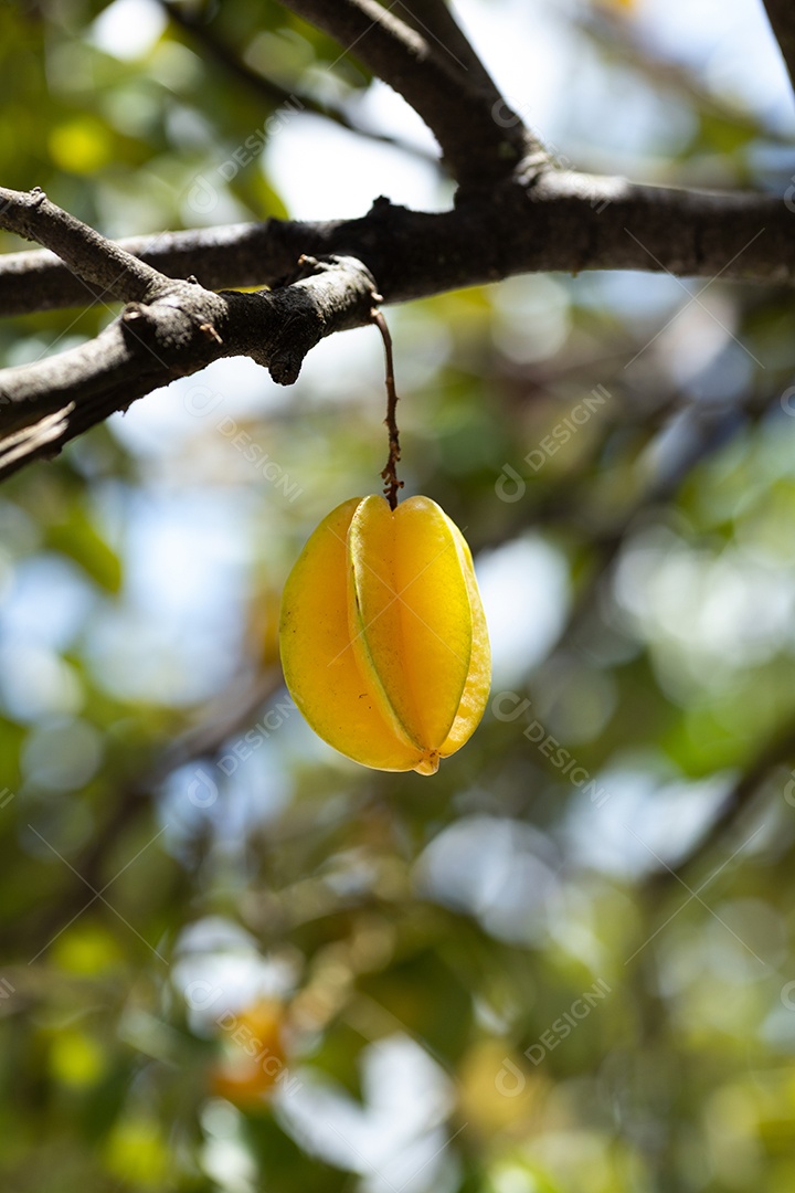 Carambola Fruta sobre uma floresta pe de carambola