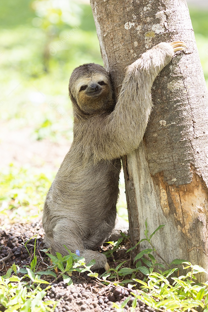 Animal preguiça sobre uma floresta