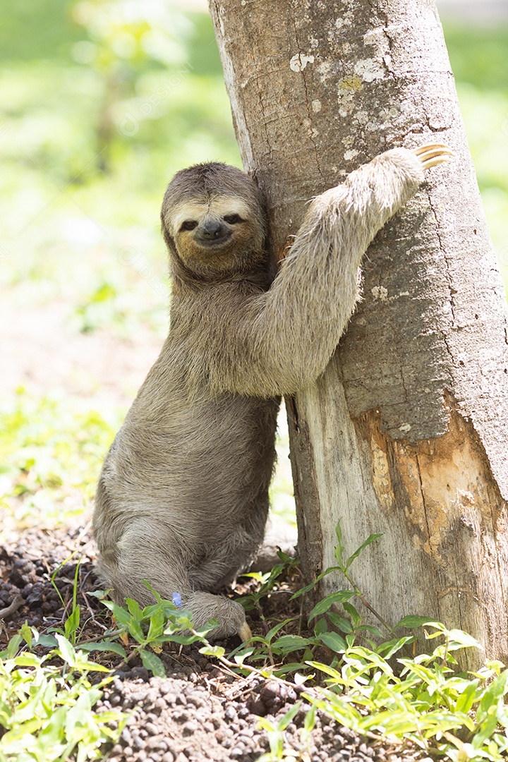 Animal preguiça sobre uma floresta