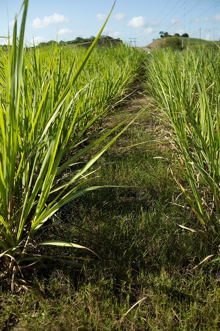 Plantio de cana de açúcar
