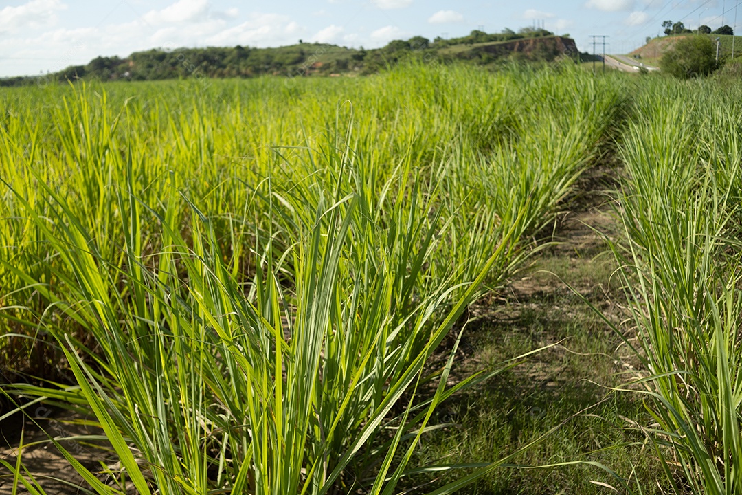 Plantio de cana de açúcar