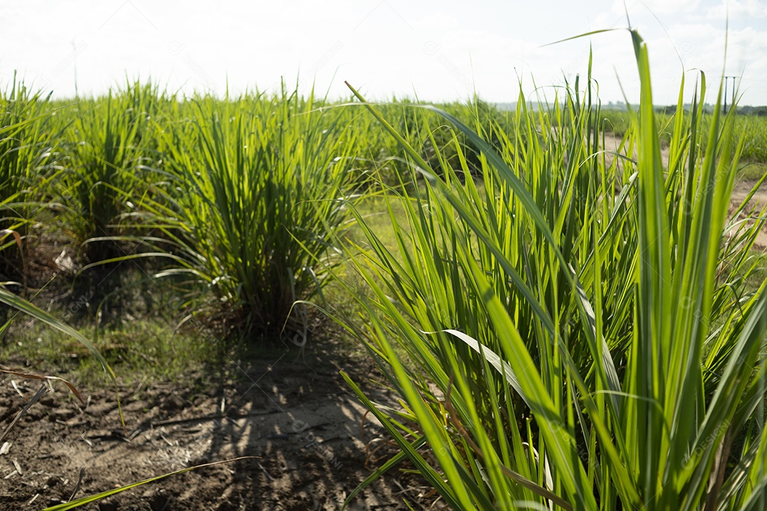 Plantio de cana de açúcar